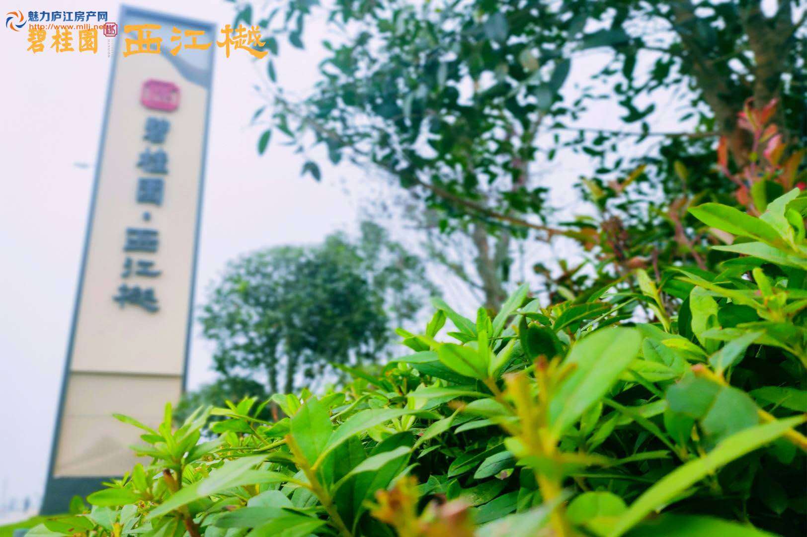 碧桂园&middot;西江樾实景图